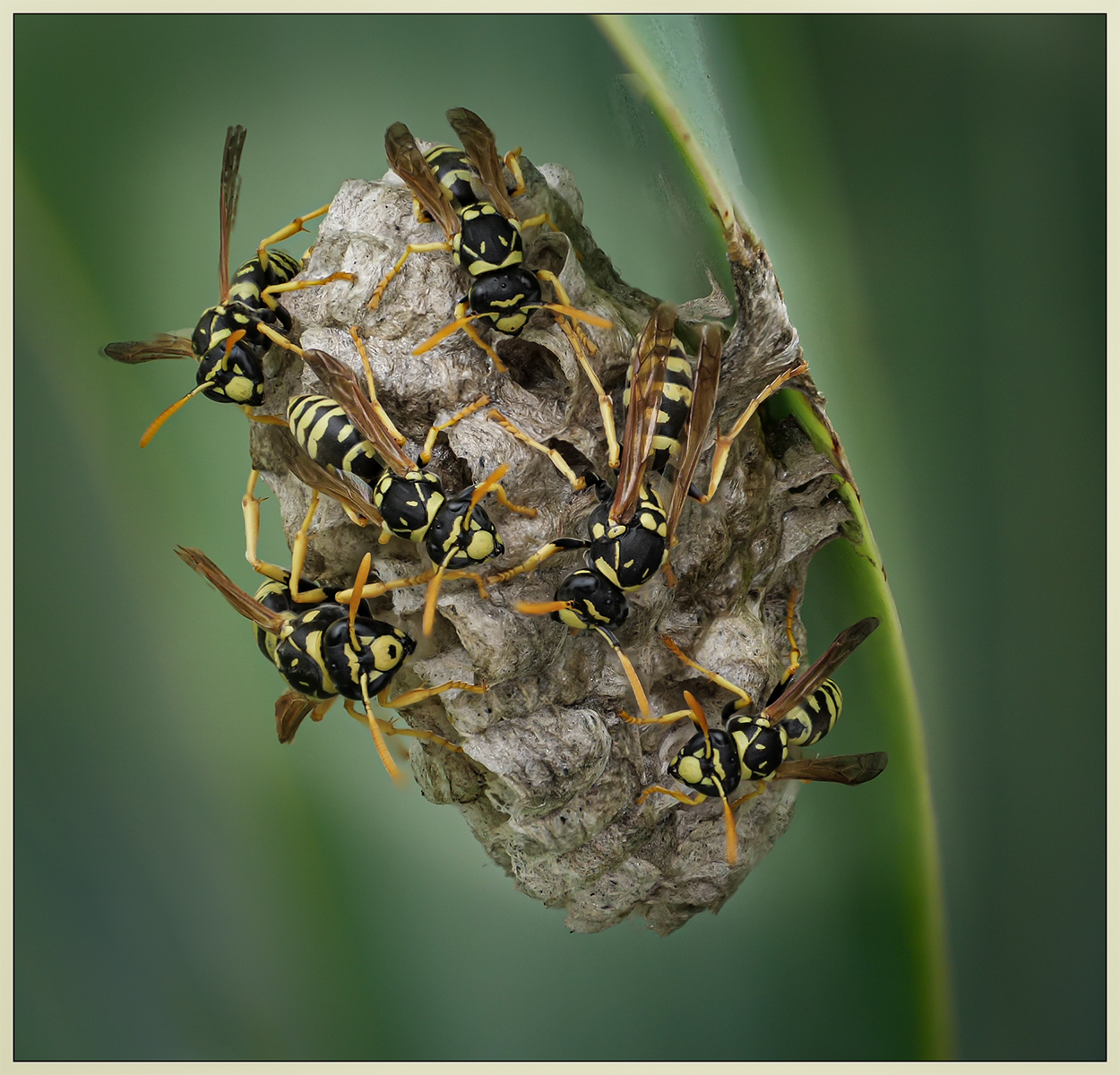 Winning image, European Paper Wasps At Work by Yvonne Ferrier